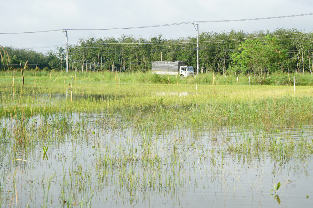 Ven tỉnh lộ 793, đoạn ngang địa bàn xã Tân Phú, một số ruộng lúa sắp tới ngày thu hoạch bị nước ngập 