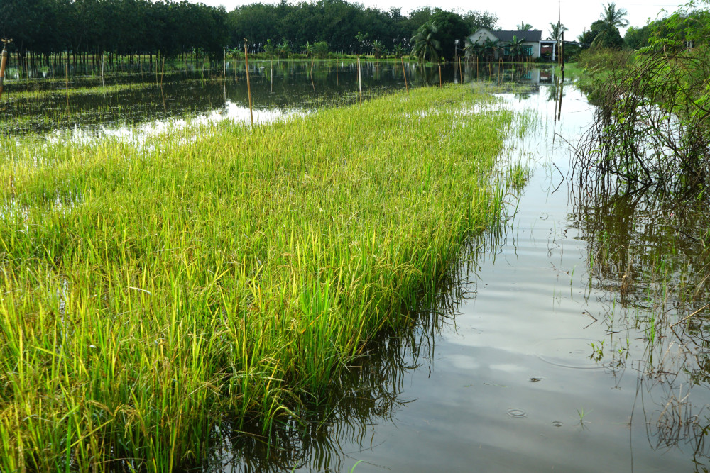 Một vài nơi gò cao, lúa còn ló bông, nhưng số lượng không nhiều, nên chủ ruộng đành chấp nhận buông bỏ