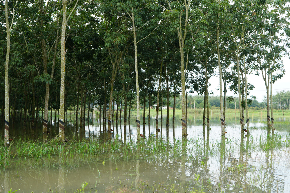 Vườn cao su gát máng, tạm ngưng thu hoạch mủ, chờ nước rút