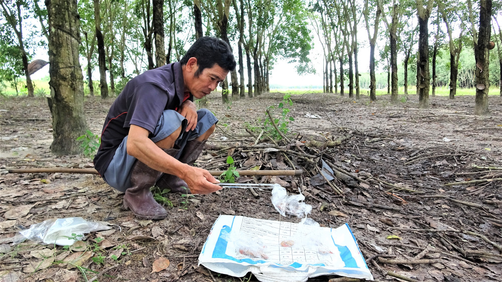 Độc lạ nghề bắt và nuôi rết Ông Kha hành nghề bắt rết ở vườn cao su