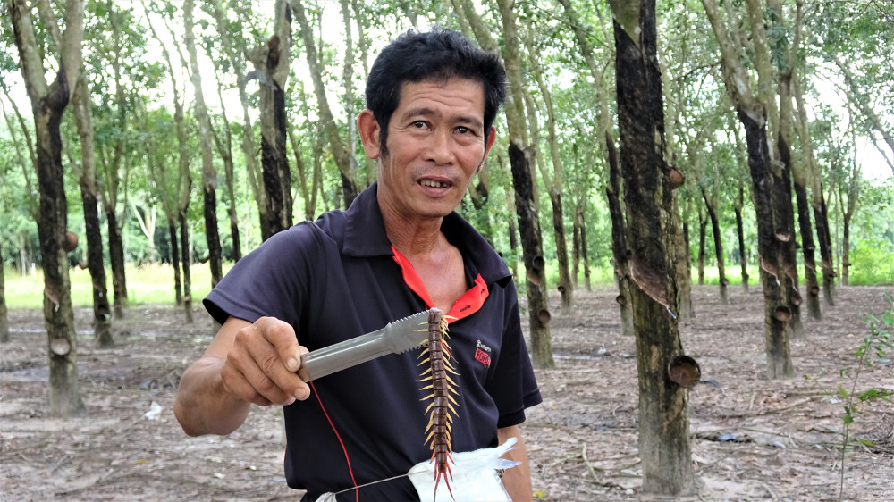 Độc lạ nghề bắt và nuôi rết Trong vườn cao su thường bắt được những chú rết khá to