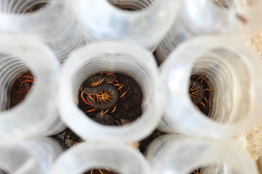 Độc lạ nghề bắt và nuôi rết Rết được ông Hải nuôi trong chai nhựa, sinh trưởng tốt