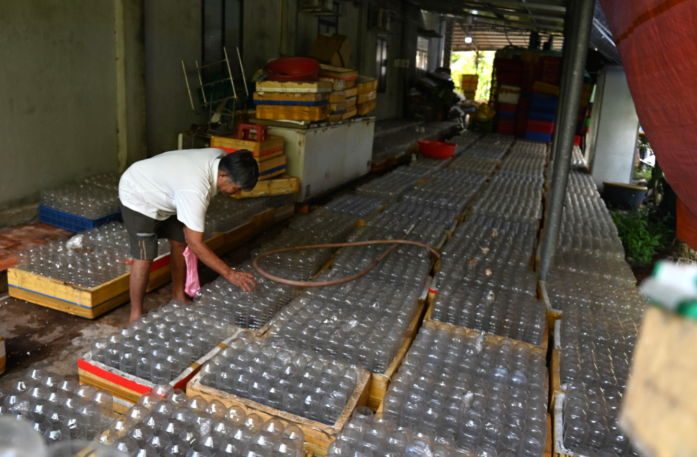 Độc lạ nghề bắt và nuôi rết : Ông Hải thăm nom đàn rết đang nuôi tại gia đình