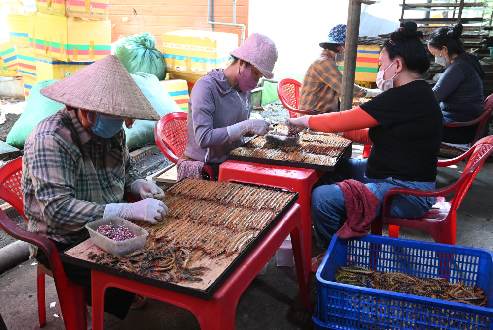 Độc lạ nghề bắt và nuôi rết Một số nhân công ghim kim giữ cho thân rết luôn thẳng