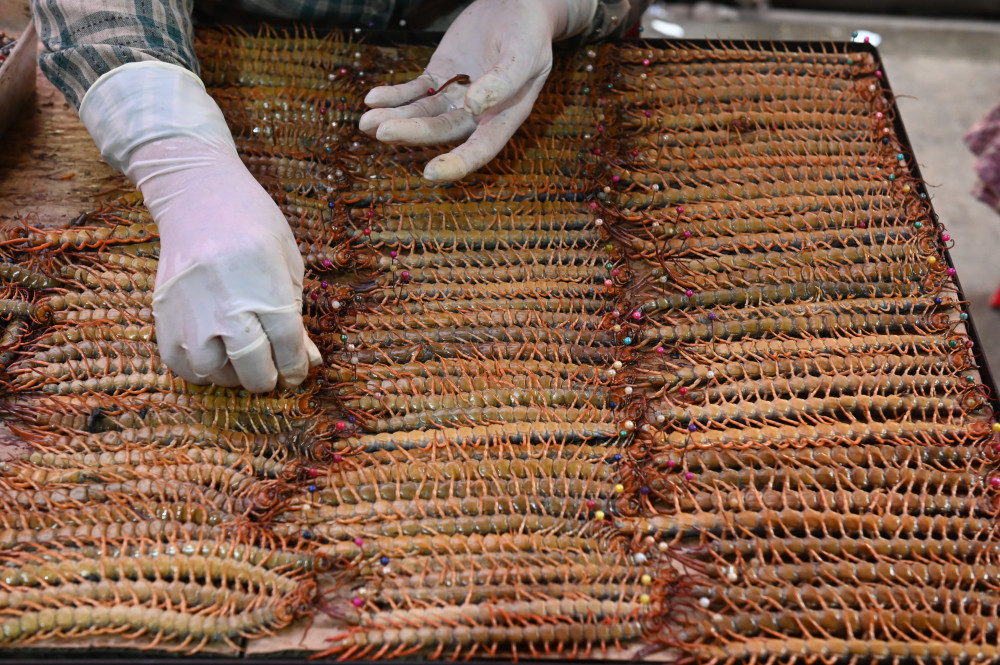 Độc lạ nghề bắt và nuôi rết : Rết đã ghim kim, chờ đưa vào lò sấy khô