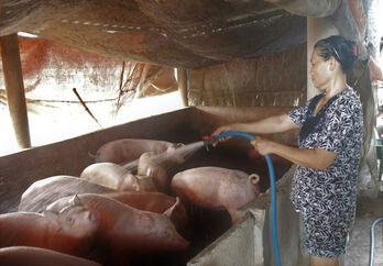 Dịch tả heo châu Phi tái bùng phát ở Tây Ninh