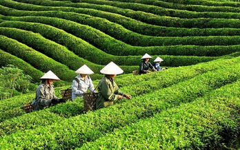 Vietnam’s tea exports hit nearly 12,000 tonnes in October
