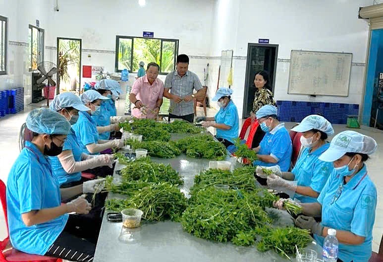 Tay Ninh to have 540 cooperativesby the end of 2025