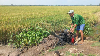 Tập trung chăm sóc cây trồng sau mưa, lũ