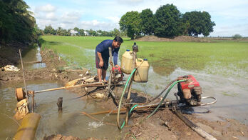 Focus on taking care of crops after rain and flood