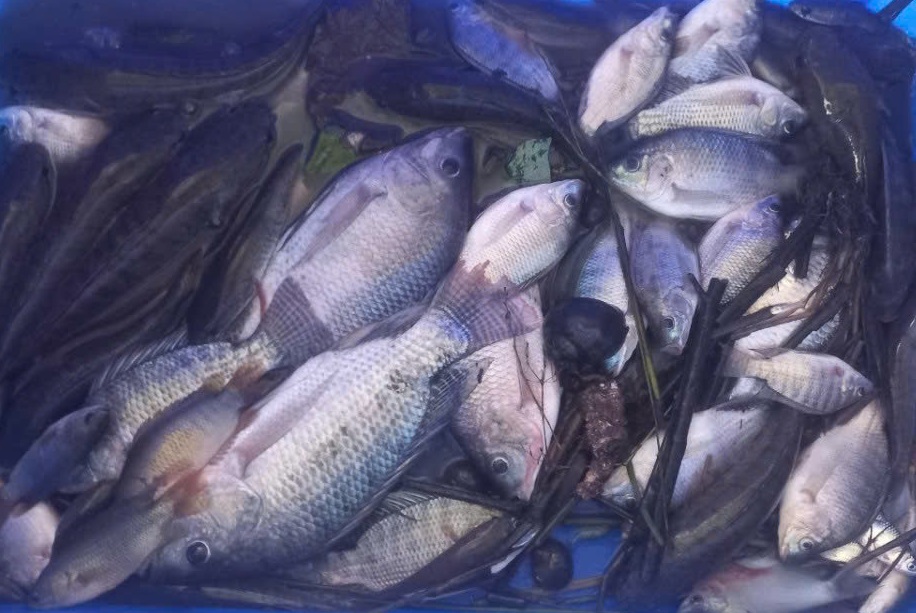 Lũ rút, nông dân ra đồng bắt cá