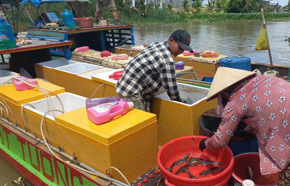 Lũ rút, nông dân ra đồng bắt cá