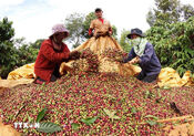 Forum seeks solutions to build brand for Vietnamese Robusta coffee