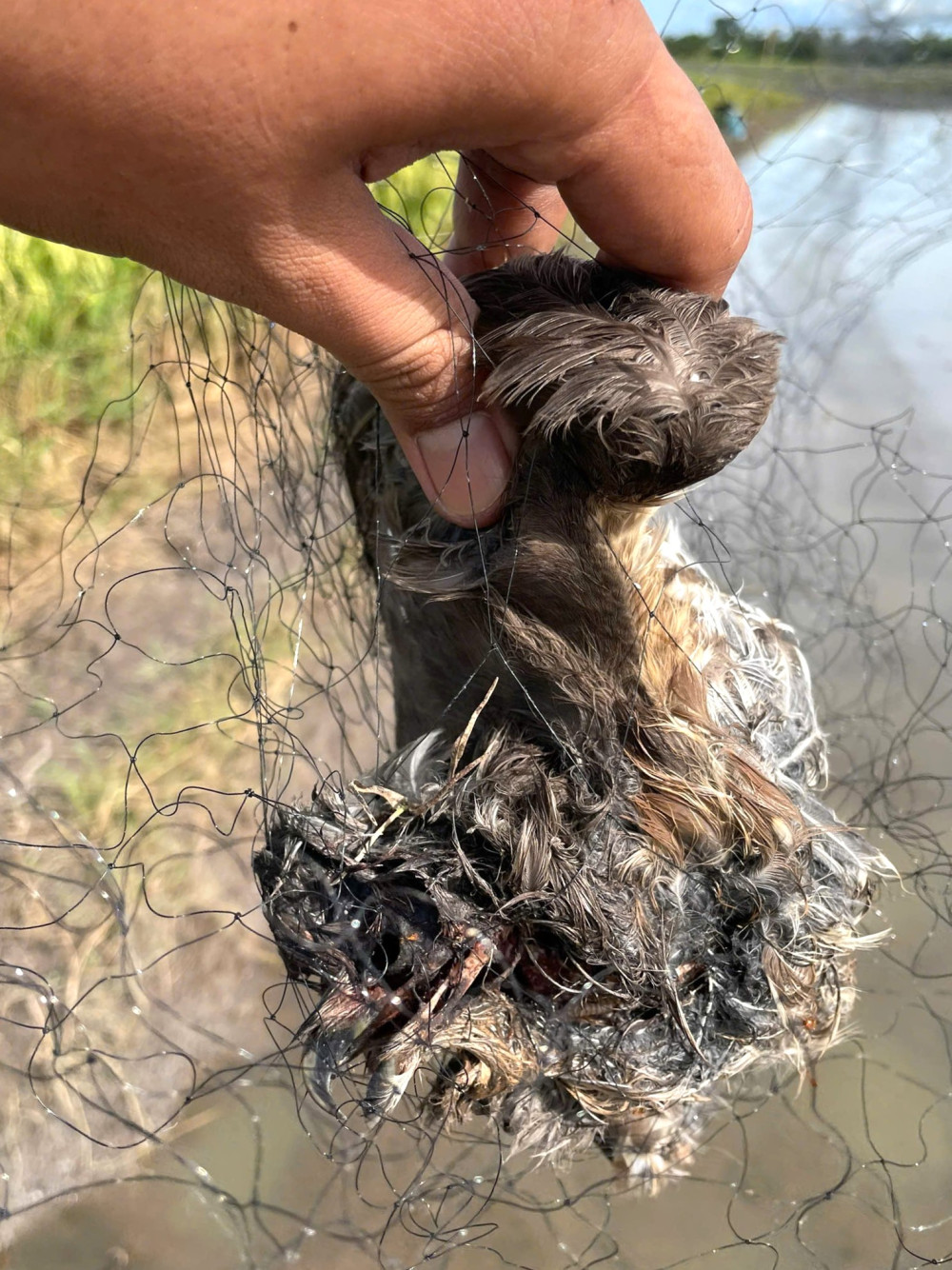 04 cá thể chim bị dính lưới, chưa xác định tên loài