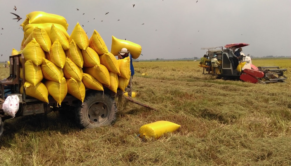 Tây Ninh phê duyệt vùng quy hoạch 124.000ha trồng lúa năng suất, chất lượng cao