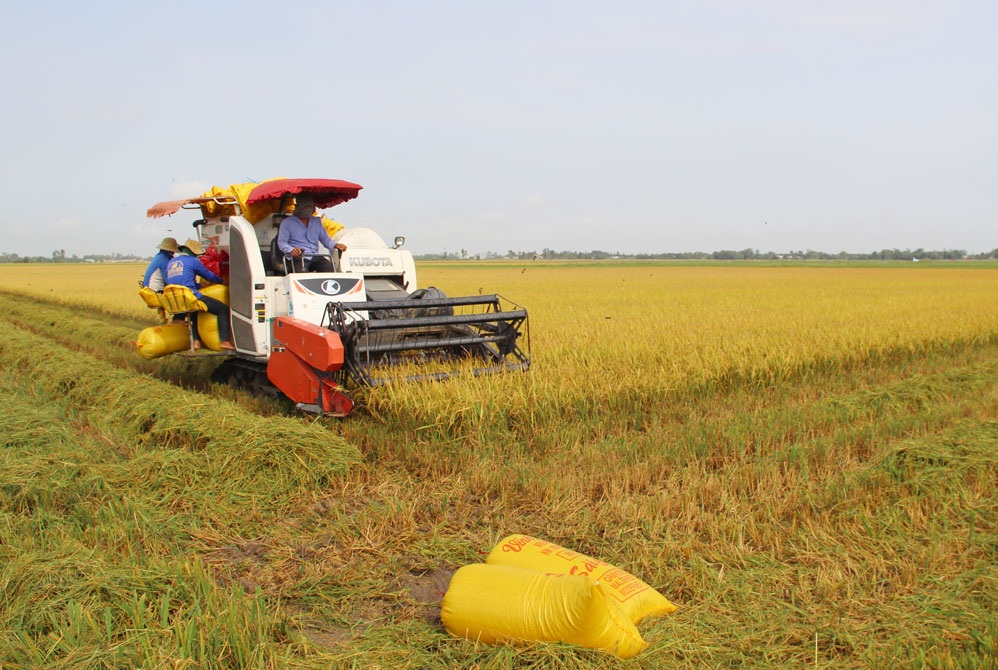 Tây Ninh phê duyệt vùng quy hoạch 124.000ha trồng lúa năng suất, chất lượng cao