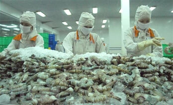 Vietnam earns 1.1 billion USD from shrimp exports to China