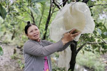 Thoát nghèo nhờ trồng mít