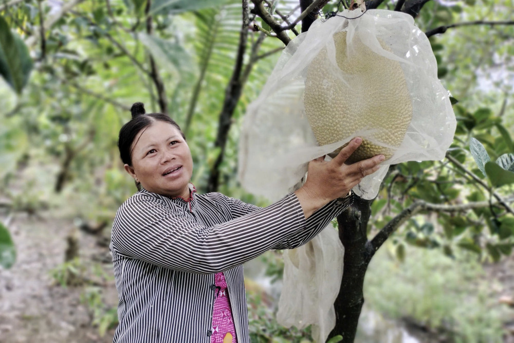 Thoát nghèo nhờ trồng mít