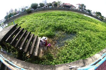 Cỏ dại lấn chiếm rạch Tây Ninh