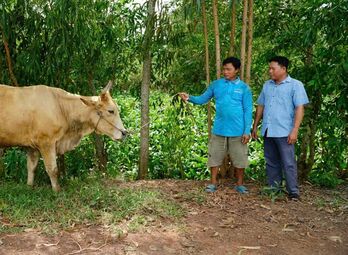 Hỗ trợ bò giống - 'Điểm tựa' sinh kế cho hộ nghèo