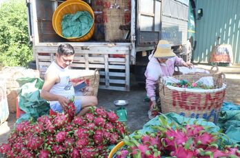 Đồng Tháp: Giá thanh long nghịch vụ tăng gấp ba, nhà vườn phấn khởi