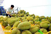 Vietnam eyes 2025 as breakthrough year for agricultural exports