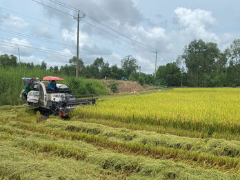 Nâng tầm thương hiệu lúa gạo Tây Ninh