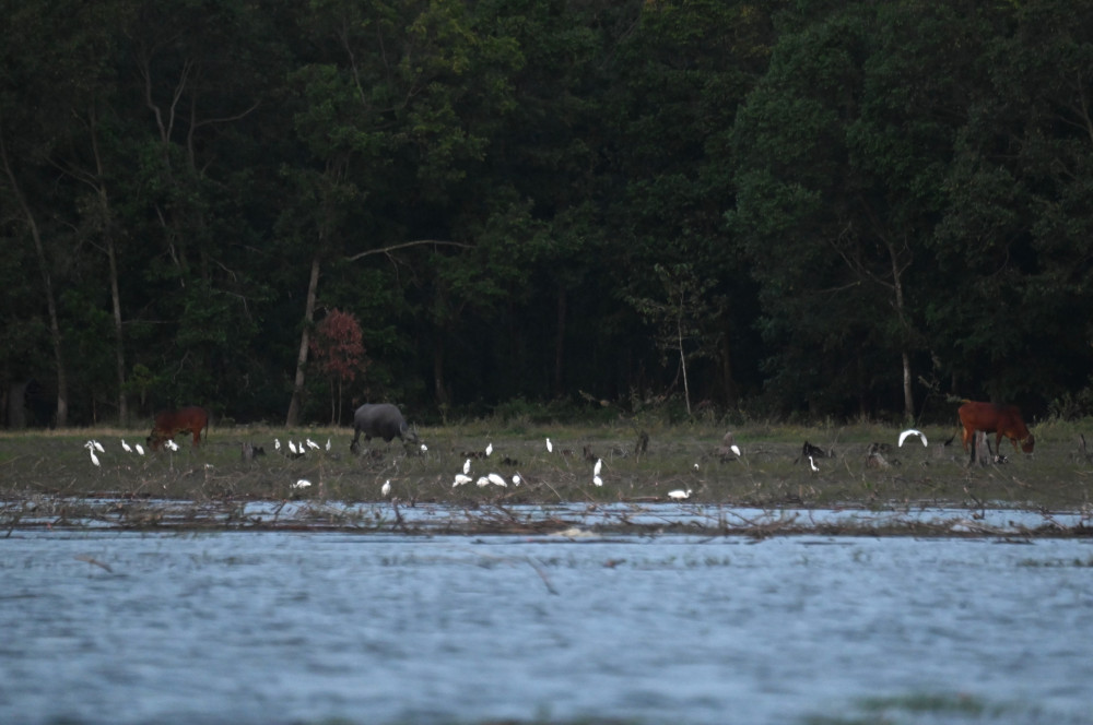 Nhiều loài chim đến vùng đất bán ngập tìm cua bắt ốc làm thức ăn