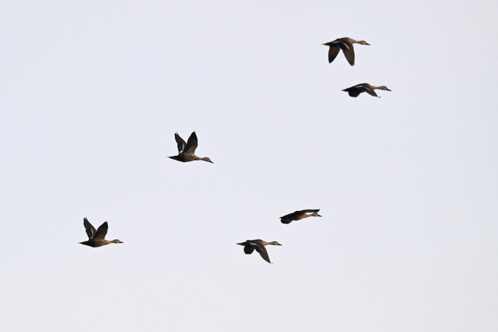 Những chú vịt trời bay về vườn tràm trú ngụ