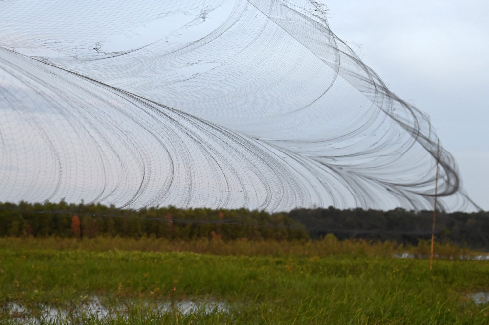 Lưới “tàng hình” giăng ngang trước rừng tràm