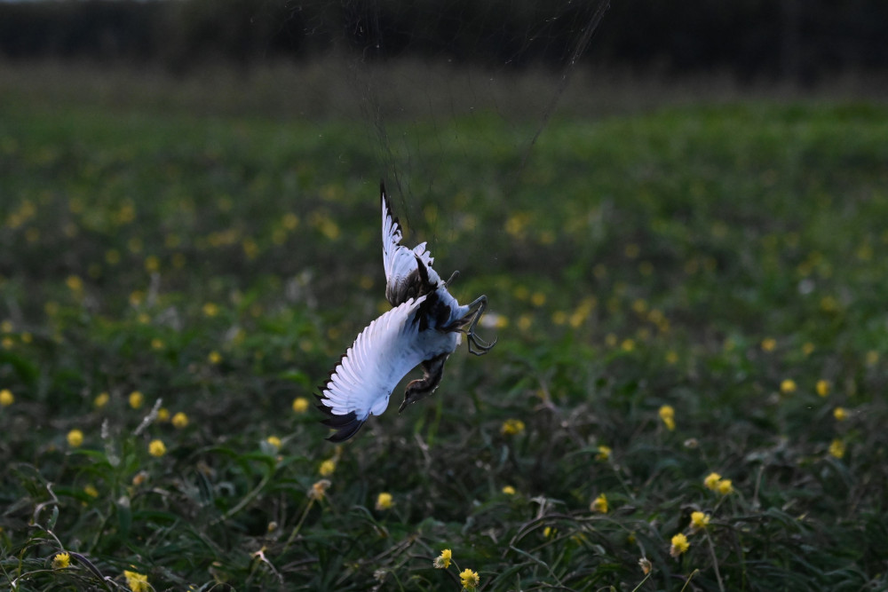 Một chú chim te te bị mắc lưới