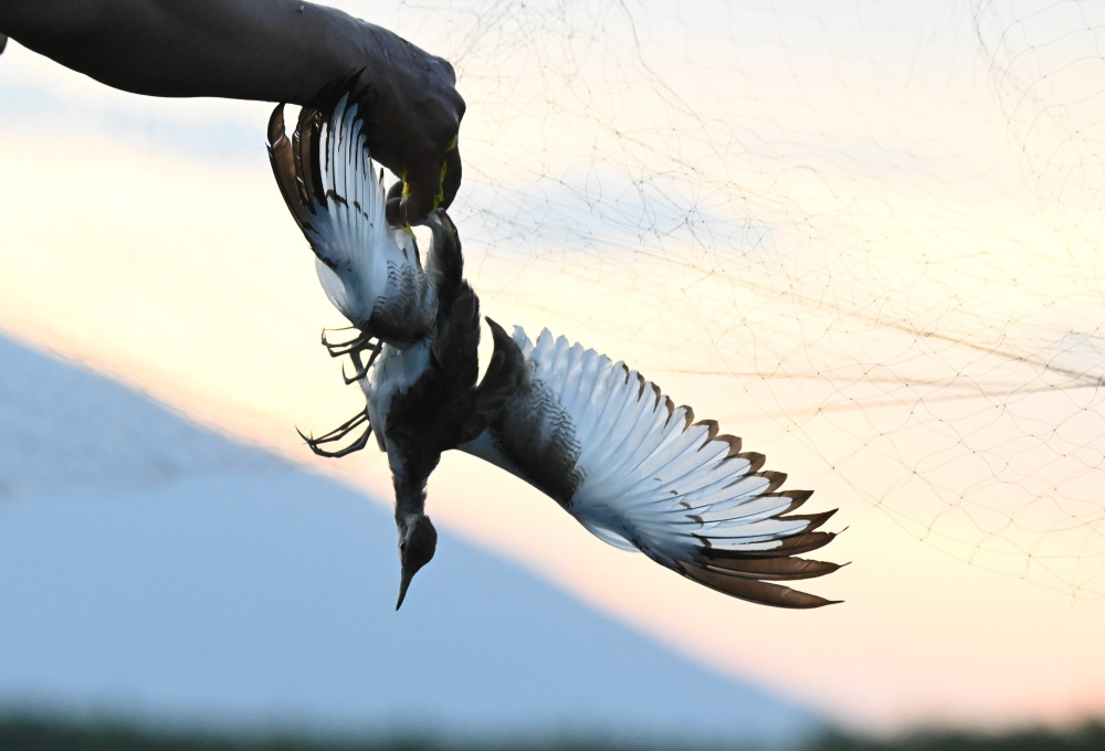 Tháo gỡ chú chim ra khỏi lưới và thả về thiên nhiên