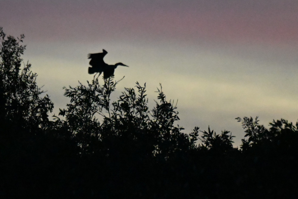 Khi màn đêm buông xuống loài vạc bắt đầu rời rừng tràm, bay đi kiếm ăn