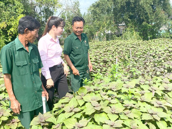 Nhìn lại nông nghiệp ứng dụng công nghệ cao