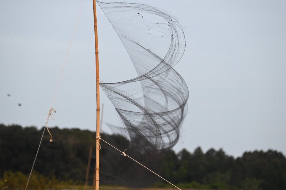 Lưới “tàng hình” giăng lên không trung để bắt chim trời trên vùng đất bán ngập thuộc địa bàn xã Dương Minh Châu trước khi bị xử lý