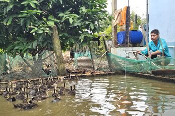 Nâng cao thu nhập từ những mô hình hiệu quả